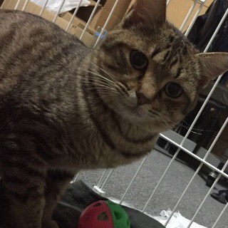 保護猫の里親さん募集です