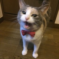 ティキ