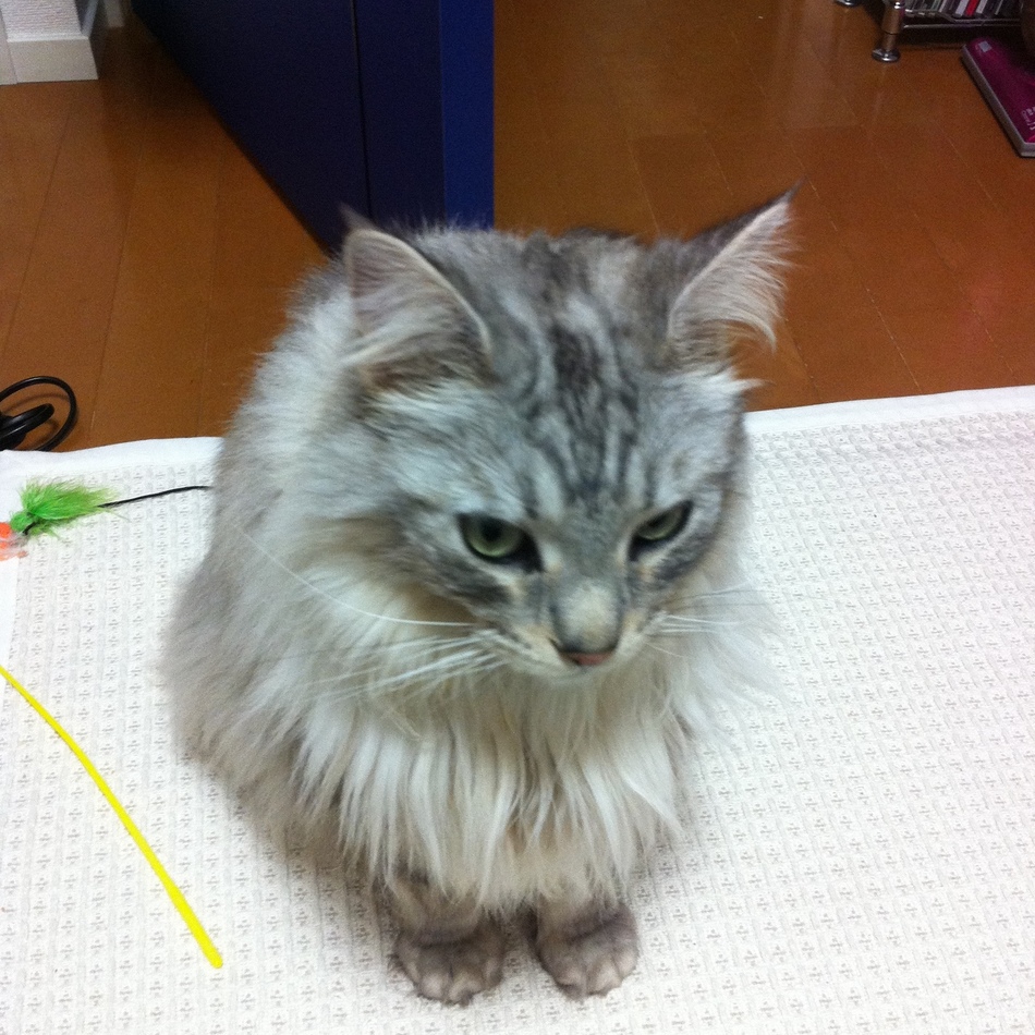 薫（かおる）のカバー写真