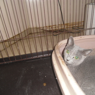 家族の一員として大事に飼ってくださる