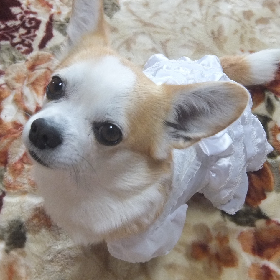 ぷぅちゃんのカバー写真