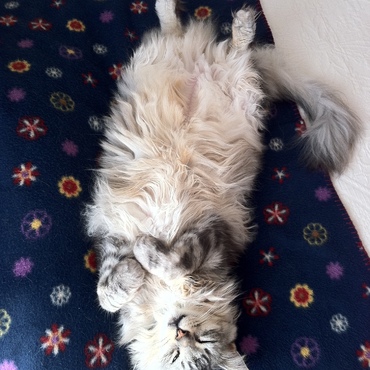 キリッとしたお顔ですが、中身はただのあまえたちゃんです