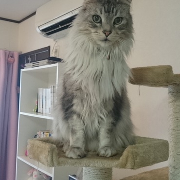 新しいねこタワー気に入った