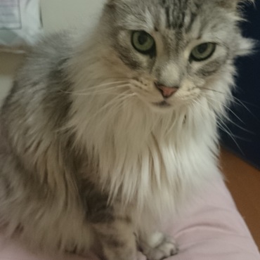 薫（かおる）の写真