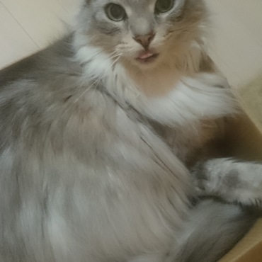 箱が小さいのか、かおるが大きいのか。。