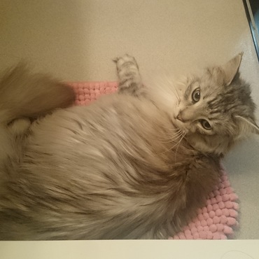 わたしのお風呂出待ち。