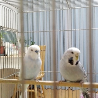 大型セキセイペア　ありがとうございました。
