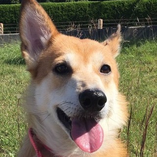 譲渡候補犬のご紹介：とも（譲渡後に名前変更可）