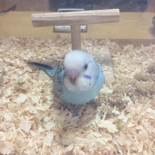 セキセイインコヒナ里親募集