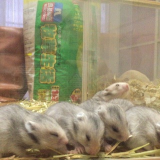 子ハム生まれました！