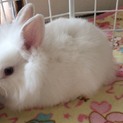 ふわふわうさぎ♡急遽再募集！