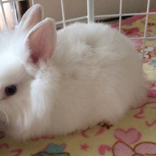 ふわふわうさぎ♡急遽再募集！