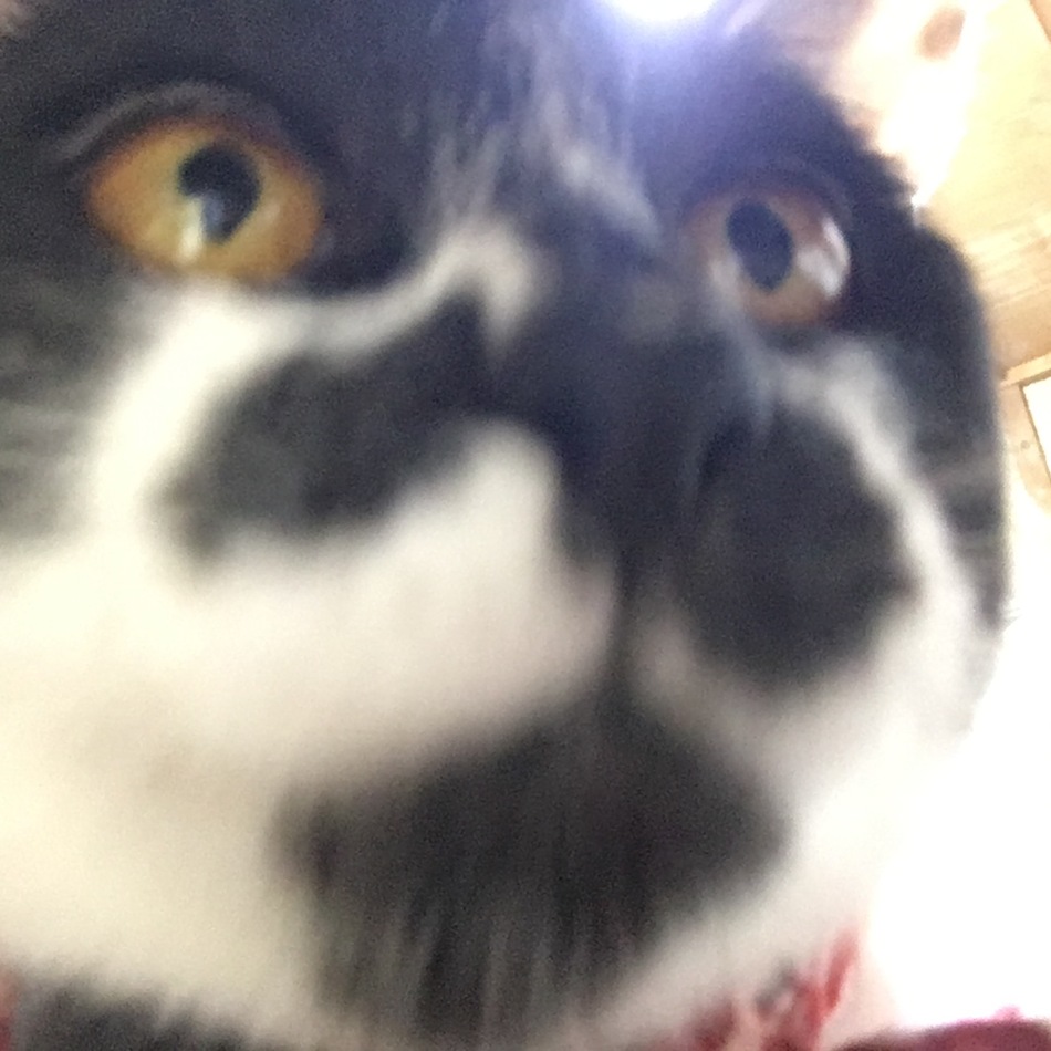 琥太郎のカバー写真