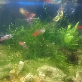 心優しい方どうかよろしくお願いいたします