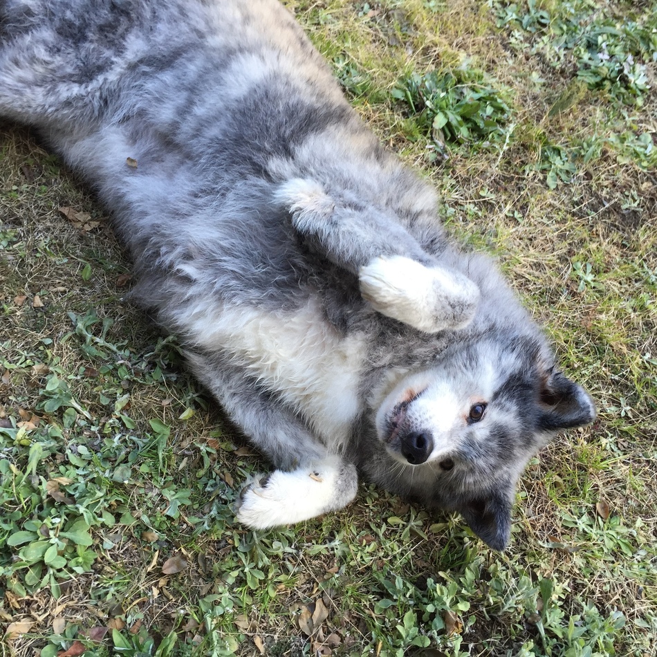 とら子のカバー写真
