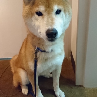 人が大好き❤5歳の柴犬