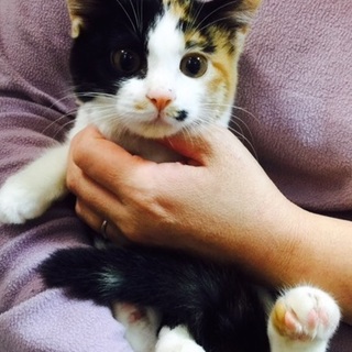 美人3姉妹、ホクロ模様が可愛いモンローです