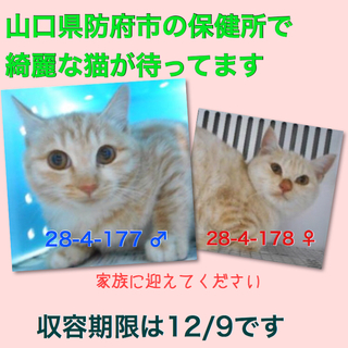 綺麗なにゃんこです