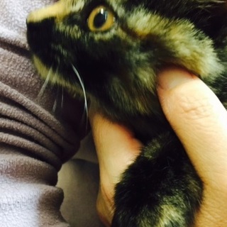 美人3姉妹、ゴロゴロ人間大好きジーンです