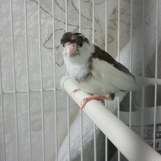 愛護センター保護文鳥里親募集