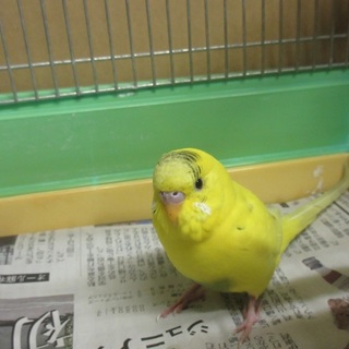 愛護センター保護セキセイインコ里親募集、感謝！