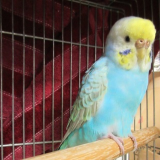 愛護センター保護セキセイインコ里親募集、一時停止中