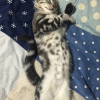 つき