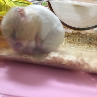 10月生まれのゴールデンハムスター