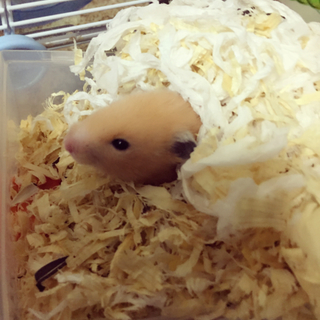 キンクマ2匹 里親募集