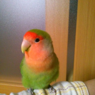 コザクラインコ♀ 2-3歳