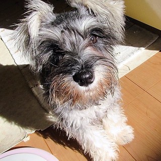 4か月のミニチュアシュナウザー子犬　女の子　パイン