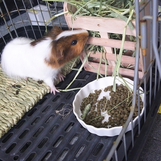 モルモットの里親募集