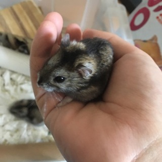 ジャンガリアンハムスターの里親様募集です