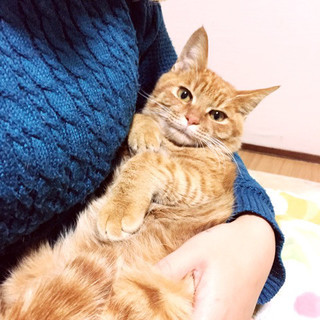 庭に捨てられた茶トラ兄弟【茶トラ】