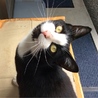 あるニャン