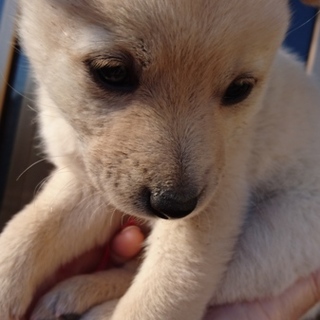 里親探してます