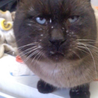 【急募】雪深くなる前に、人懐こい猫の里親を募集