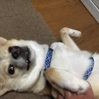 ２歳くらいのMワンコのはるばる君