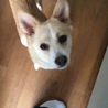 ２歳くらいのMワンコのはるばる君 サムネイル2