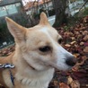２歳くらいのMワンコのはるばる君 サムネイル4