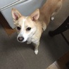 ２歳くらいのMワンコのはるばる君 サムネイル7