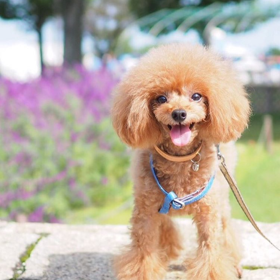 ファン太のカバー写真