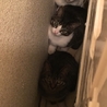 地域猫の三兄弟の里親募集 サムネイル2