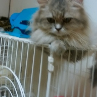 希少なﾌﾞﾙｰﾀﾋﾞｰの長毛の甘えん坊の女の子です