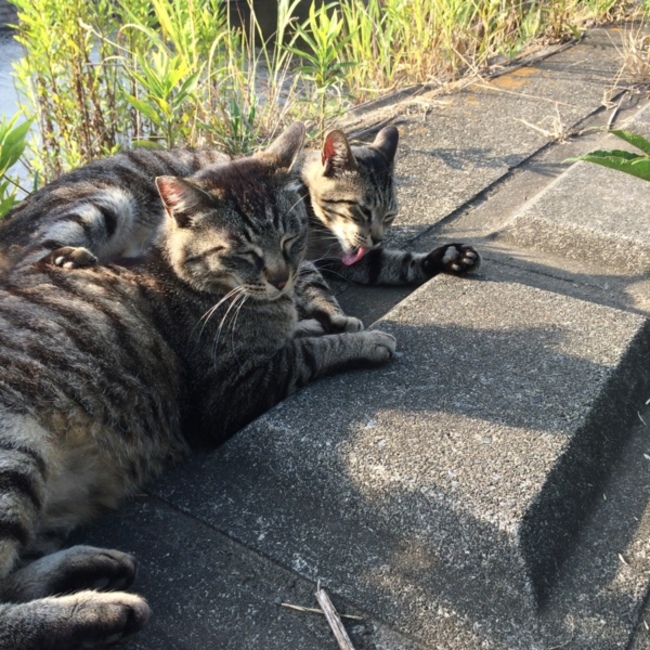 きくものカバー写真