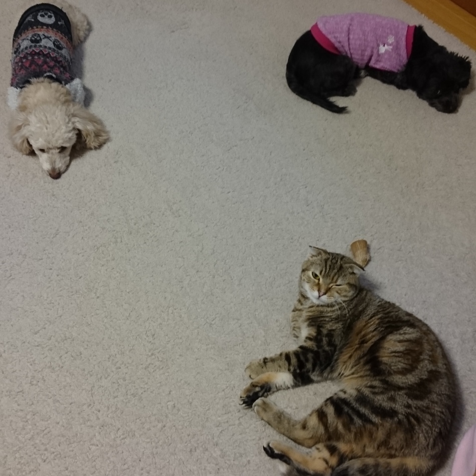 マロのカバー写真