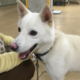 【お家に帰れました】笑顔の可愛い白色ワンコ