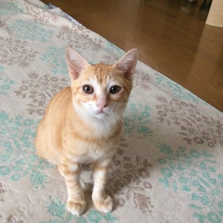 つんでれの保護ねこちゃんです。