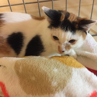 小柄で大人しい三毛猫のおんにゃの子、ぺこチャン♪