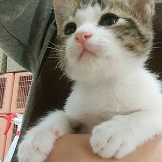 ありがとうございますレモン君ワクチン済み